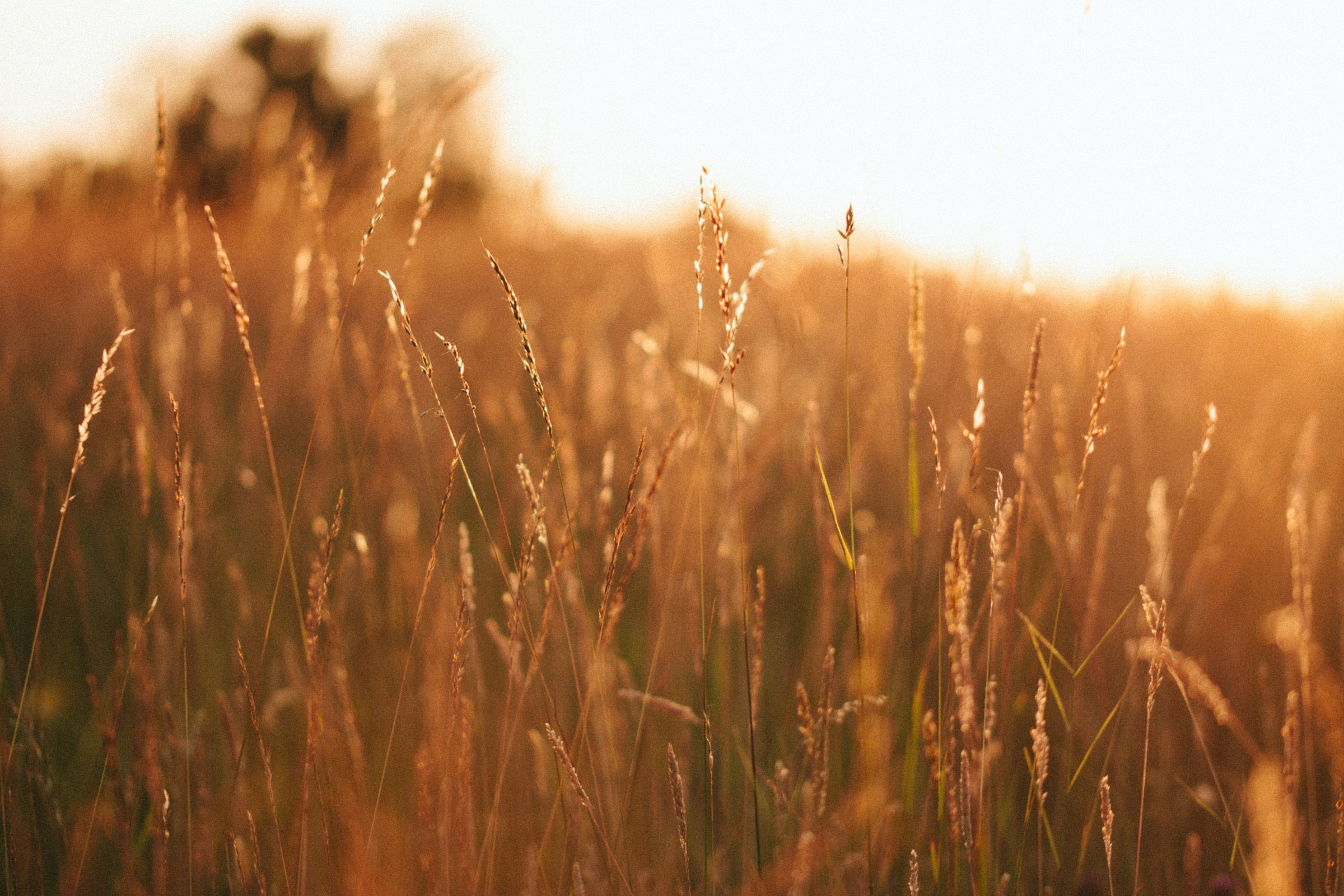 Warmes Feld im Abendlicht als Atmosphäre für Breathwork und Somatics